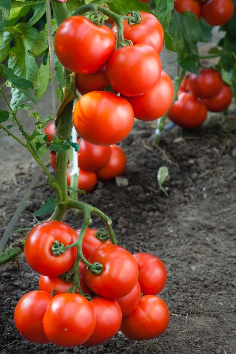 Tomato preparations